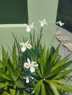 Casa inteira com pátio - 9