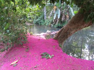 Sabalo Lodge Tours and Cabins - Sierpe - 5