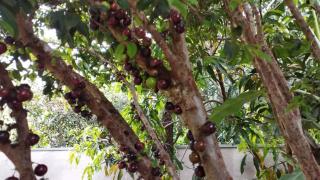 Casinha Charmosa & Rústica - 1