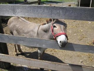 Bauernhaus Bleiche - 6