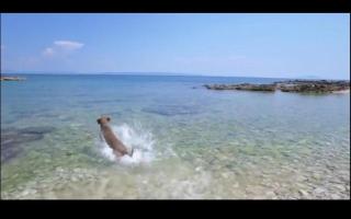 Villa Sunny Jadresky - 8