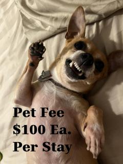 Perfecto Mundo 6, Orlando Area 4BR-2MB-3Bath Huge Pool, Ping Pong, Billiard, Disney Universal - 6