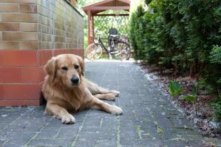 Ferienhaus In Alt Schadow Mit Grill Und Terrasse - 3