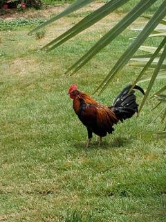 Convenient Studio Apt Near Airport, Beaches & Food - 1