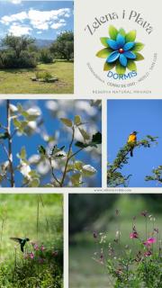 Zelenaiplava dormis - 2