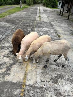 Casa do Bem Estar Picada Café - 8