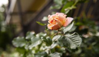 EVIVA im Parkhotel - 2