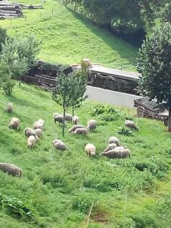 Studio in renoviertes Bauernhaus 3 Pers - 8