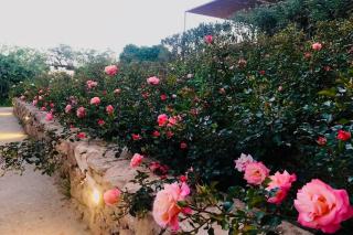 Graffeo Häuser Haus Der Rosen - 6