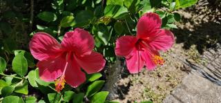 A Peace In Paradise - 4