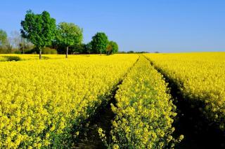 Das Meerchenhaus - 7