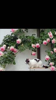 東京吉久花園旅館 - 2