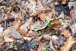 Fewo Stricker 32 - 5