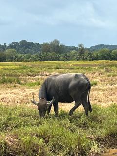 Banpoo - Ko Yao Noi - 6