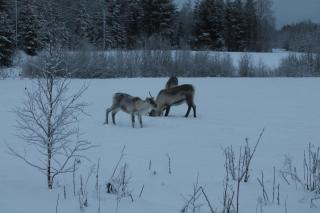 Lovely Cottage by Ounasjoki - 6