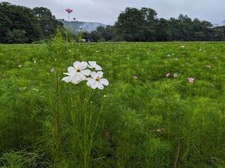 Lien Tono - Vacation STAY 85593v - 3