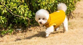 Corredor Yugawara Dog＆Resort - 7