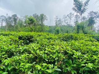 Nine arch echo Villa Ella - 5