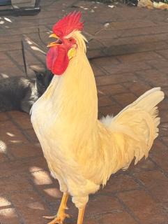 DalGra room e garden - 7