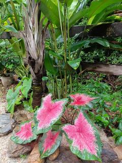 Dahla Lanta Hut - Ko Lanta - 6