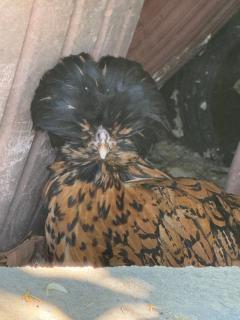 DalGra room e garden - 7