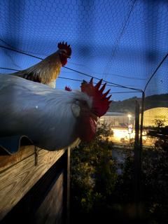 DalGra room e garden - 9