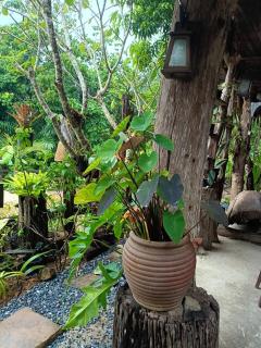 Dahla Lanta Hut - Ko Lanta - 5