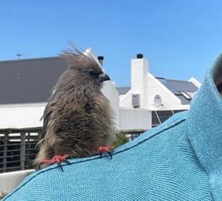 11 on Korhaan Paternoster - 8