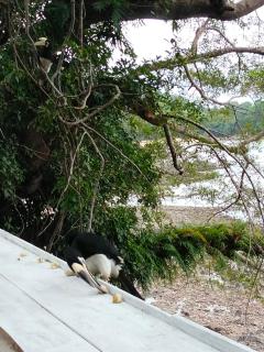 Island Life Bungalows - 9