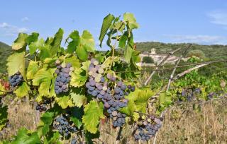 Maison Avec Piscine - Faugères - 2