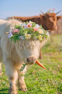 FishHouse Highland Cows FARM STAY Tinyhome Catfish - 3