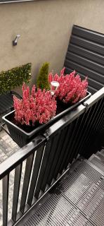 Apartament Central Madonna - Petunilor - 9