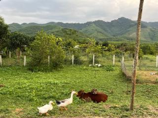 The Real Farm - Nguyen Shack - 6