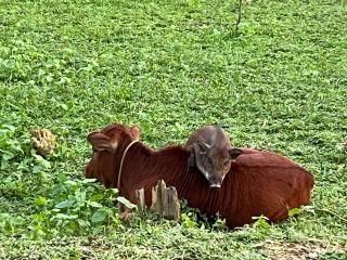 The Real Farm - Nguyen Shack - 7