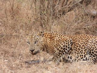 Yala Wild Adventure Camp - 9