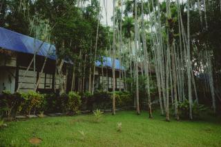 The Forest Elephant - Formerly known as the Flying Elephant - Havelock Island - 9