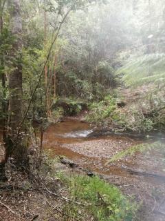 Casa Selva Valdiviana - 4