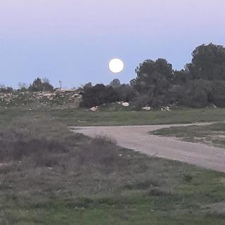 Duplex LLORACH I - 9