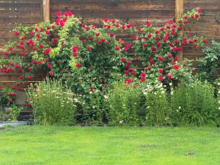 King Bed Ensuite Toilet Central Mississauga - Mississauga - 6