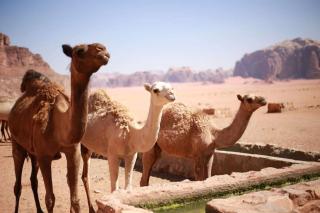 Salem Wadi Rum Road - 9