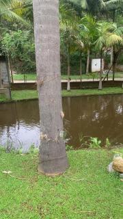 Chácara Recanto dos Lagos - Cotia - 6