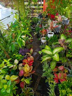 ChiGhaya Guest House - 8