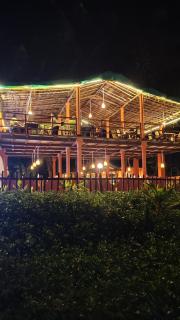 Hostel coconut tree - 7