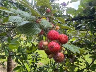 Podocarpus Cottages -02 - 6