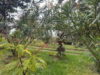 Podocarpus Cottages -02 - 7