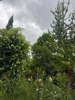 Podocarpus Cottages -02 - 9