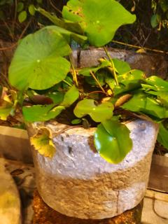 Làng Đoài Homestay - 1