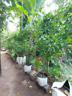 Passion Fruit Villa - 6