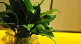 Xian Elegant Oriental Hotel - 2