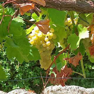 les chalets et gite du haut taravo - 5